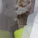 고슴이 <b>자다</b>깨서 물먹는다ㅎㅎㅎ