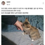 고양이 학<b>대범</b>에게서 어린 고양이를 구해주세요