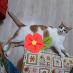 나의 동거묘 <b>도칠</b>이 2020년 봄맞이 일상들.