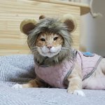 <b>할배</b>냥의 코디 모음집