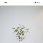 얘들아 뭐 키울지 추반해주랑