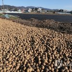 "공짜 감자 주워가세요"…풍년의 역설에 한숨 짓는 농민