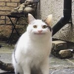 피<b>융</b>피융피융