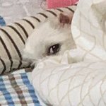 내가 <b>부엌</b>나가면 이렇게 쳐다봄