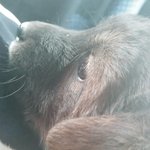 +3장더)시골<b>똥개</b> 올려도 됨?