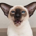 [고양이] 말도 많고 친화력도 완전 좋은 오리엔탈 고양이