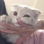 [ㅈㄱㄴ] 울집 <b>고앵이</b>