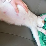 [고양이] 길냥이에서 애엄마되기