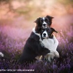 평온하고 따수워지는 멍뭉이 <b>컷들</b>