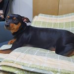 우리 <b>멍멍이</b>들 이에요