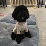 [강아지] 우리 집 댕댕이
