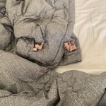 내<b>이불</b>에 고기뼈있어