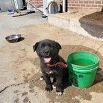 [이것좀봐줘] 아빠가 보내준 시골 강쥐사진 <b>퓨</b>ㅠ