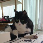 [고양이] 으르<b>신의</b> 그 눈빛... 잊을수가 없어요..ㅍㅎㅎ!!!...