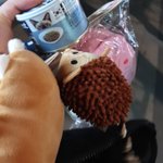 [드루와] 다이소에서 댕댕이 장난감 사따