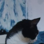 [고양이] 으르신은 이제 한글만 배우시면되는듯....ㅠㅠ