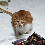 추가)고양이가 자꾸 나를 <b>신기</b>하게 봐요,