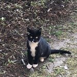 [고양이] 귀여운 아기 길고앵이 모음