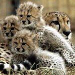 [NCT] 애들 <b>동물</b>과