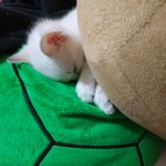 [고양이]<b>다른집</b> 애기보다가 울<b>집</b>애기두 자랑하구싶어서~