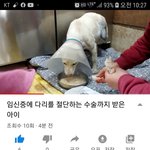 [강아지] 임신한채 교통사고를 당한 <b>보나</b>이야기