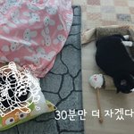 [고양이] 바라본다는건...