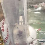 [댓글부탁해] <b>햄스터</b> 키우는데 질문해줭