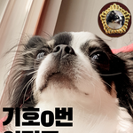 이핑구 국회<b>입성</b> 하다.