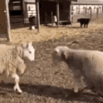 [방탄소년단] 머글인데 answer 영어부분