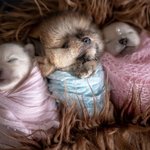 <b>포대기</b>에 꽁꽁 싸맨 요정들