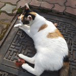 [이것좀봐줘] 로판충이라서 써보는 로판웹소설 고르기&amp;특징