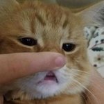 [드루와] 클리오 하이라이터 vs <b>미샤</b> 하이라이터 추반