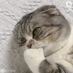 얘들<b>앙</b> 영어 모고 고3만