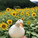 물리치료/방사선 골라주라