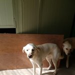 <b>세상밖</b>이 궁금한 리트리버불쌍한 소장이 봐주세요