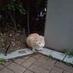 [고양이] <b>이</b> 길냥이 <b>눈</b>이 아픈건가요?