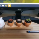 미니 <b>다육</b> 볼 사람ㅠㅠ