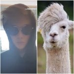 [강다니엘] 강다니엘 알파카<b>st</b>