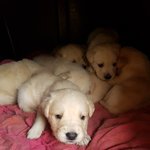 [강아지] <b>보호소</b>에서 출산한 리트리버