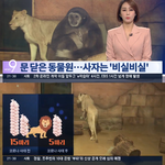 [댓글부탁해] 코로나로 문닫은 동물원에서 굶어 죽어가는 <b>동물</b>들ㅠㅠ