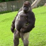 [드루와] <b>릴라</b>릴라 가슴두드리며 울부짖어보라노.