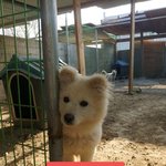 [강아지] <b>믹스</b>견에게도 기회를 주세요