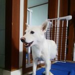 [강아지] 임신한채 교통사고를 당한 <b>보나</b>소식