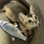 [죠오] <b>츄</b><b>르</b> 내놔!!!!