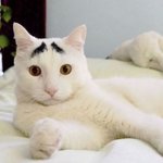 [EXO] 해피그로 메크로로 연예계 골목대장짓