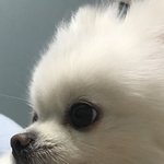 우리강쥐는 3키로