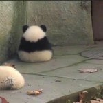 아기 판다 <b>너모</b> 귀여워ㅜㅜㅜ