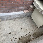 [강아지] 공주 유명 <b>짬뽕</b>집에서 강아지를 학대하는것 같아요