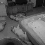 <b>강쥐</b> 이짤 개쩌네