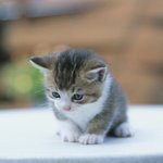 [19] <b>나스</b> 블러셔 이름이 다 왜그럼